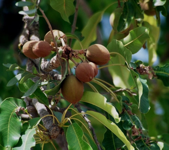 Shea nut butter